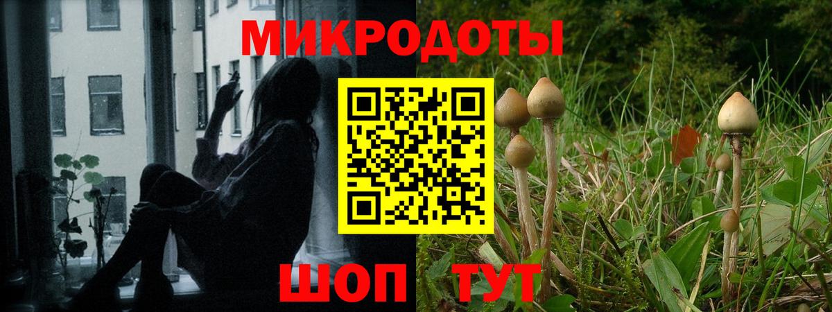Галлюциногенные грибы Psilocybe Нефтеюганск